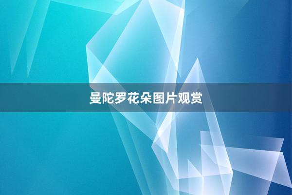 曼陀罗花朵图片观赏
